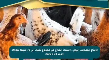 ارتفاع ملموس اليوم.. أسعار الفراخ في مطروح تصل إلى 75 جنيها للوراك الأحد 24-8-2025